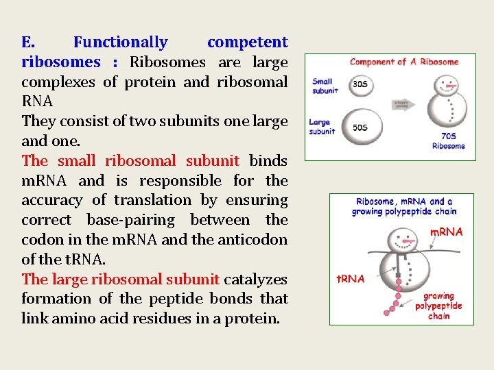 E. Functionally competent ribosomes : Ribosomes are large complexes of protein and ribosomal RNA E. Functionally competent ribosomes : Ribosomes are large complexes of protein and ribosomal RNA