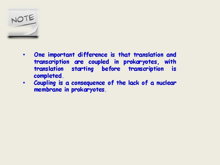 • • One important difference is that translation and transcription are coupled in • • One important difference is that translation and transcription are coupled in