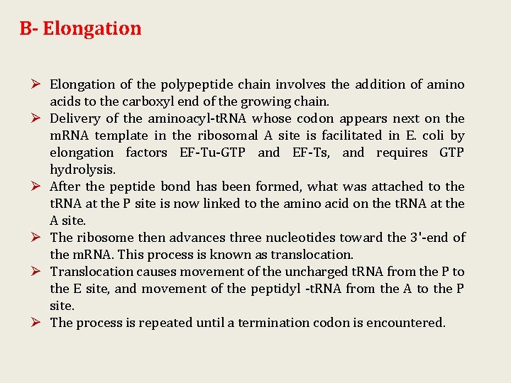 B- Elongation Ø Elongation of the polypeptide chain involves the addition of amino acids B- Elongation Ø Elongation of the polypeptide chain involves the addition of amino acids