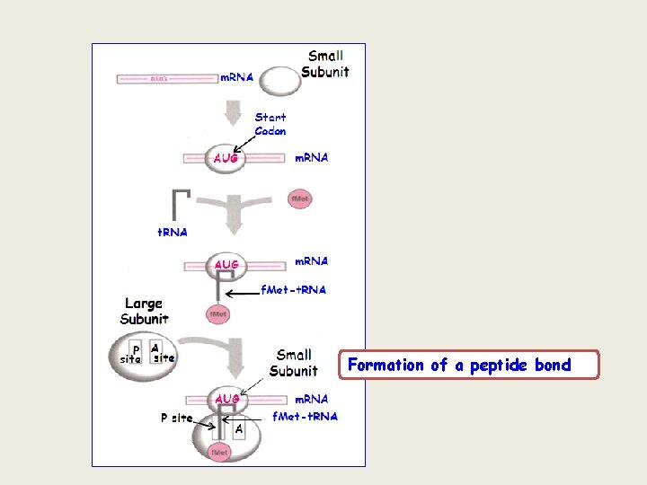 Formation of a peptide bond Formation of a peptide bond