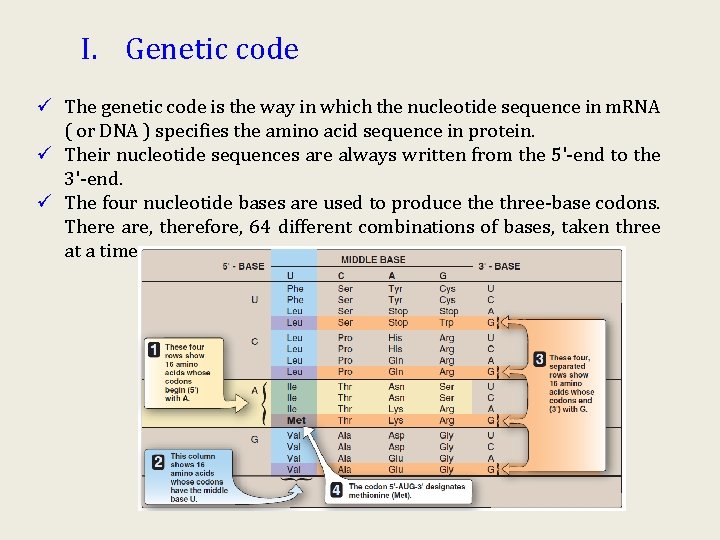 I. Genetic code ü The genetic code is the way in which the nucleotide I. Genetic code ü The genetic code is the way in which the nucleotide