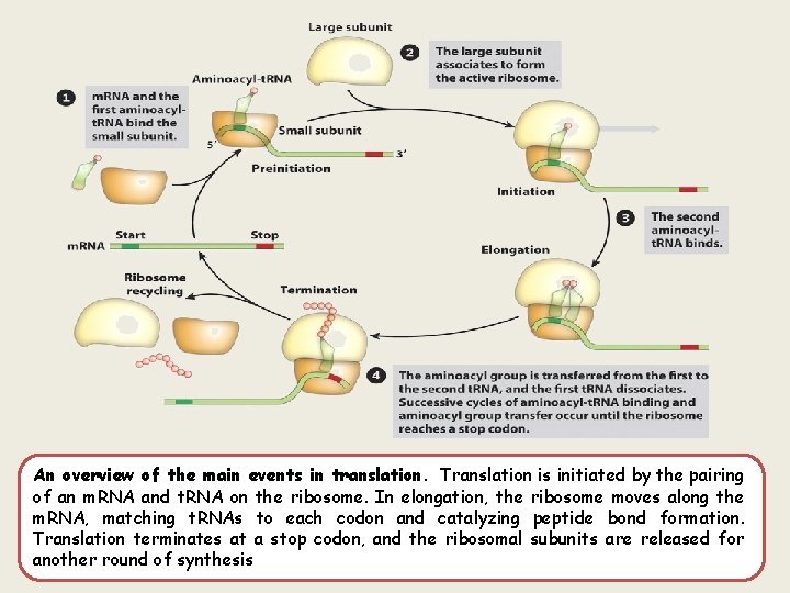An overview of the main events in translation. Translation is initiated by the pairing An overview of the main events in translation. Translation is initiated by the pairing