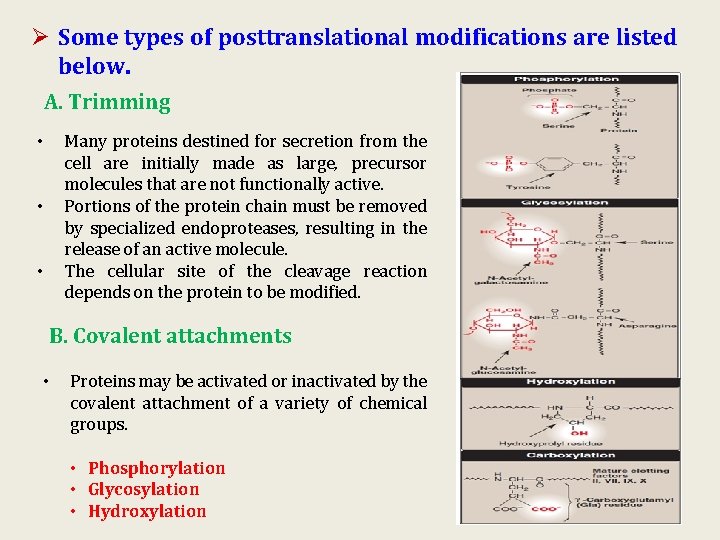 Ø Some types of posttranslational modifications are listed below. A. Trimming Many proteins destined Ø Some types of posttranslational modifications are listed below. A. Trimming Many proteins destined