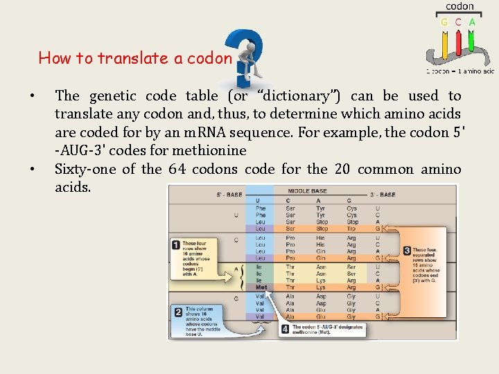 How to translate a codon • • The genetic code table (or “dictionary”) can How to translate a codon • • The genetic code table (or “dictionary”) can