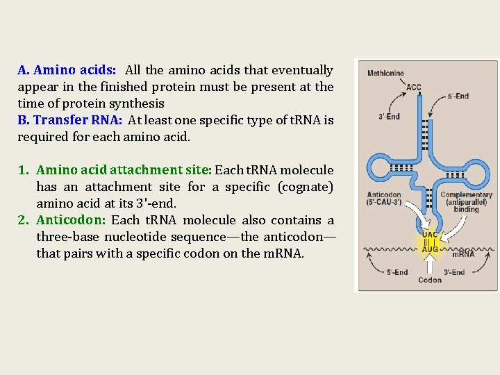 A. Amino acids: All the amino acids that eventually appear in the finished protein A. Amino acids: All the amino acids that eventually appear in the finished protein