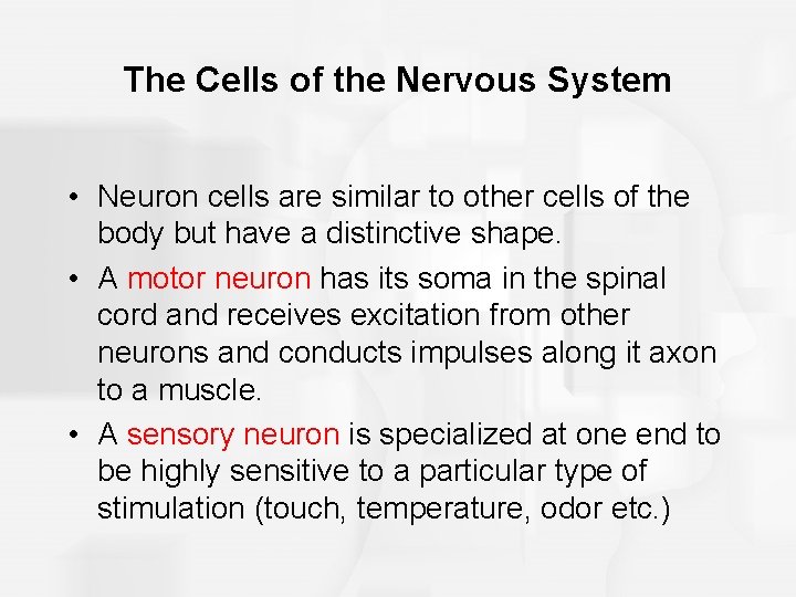 The Cells of the Nervous System • Neuron cells are similar to other cells