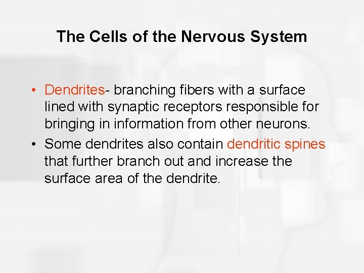 The Cells of the Nervous System • Dendrites- branching fibers with a surface lined