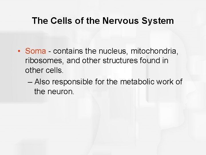 The Cells of the Nervous System • Soma - contains the nucleus, mitochondria, ribosomes,