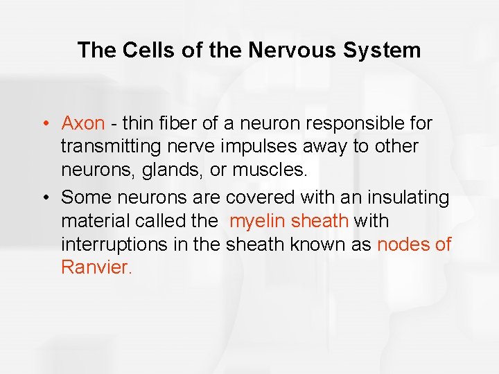 The Cells of the Nervous System • Axon - thin fiber of a neuron