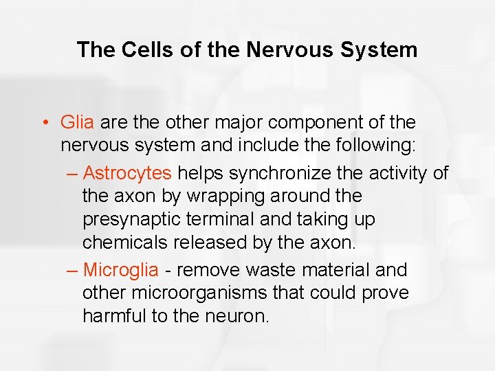 The Cells of the Nervous System • Glia are the other major component of