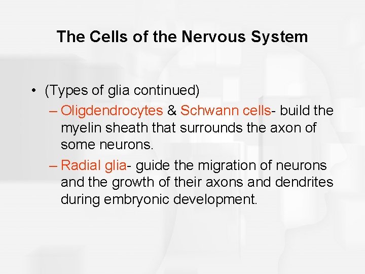 The Cells of the Nervous System • (Types of glia continued) – Oligdendrocytes &