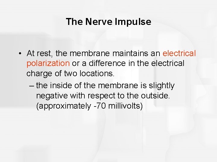 The Nerve Impulse • At rest, the membrane maintains an electrical polarization or a