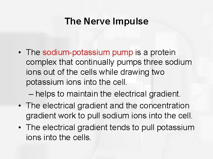 The Nerve Impulse • The sodium-potassium pump is a protein complex that continually pumps