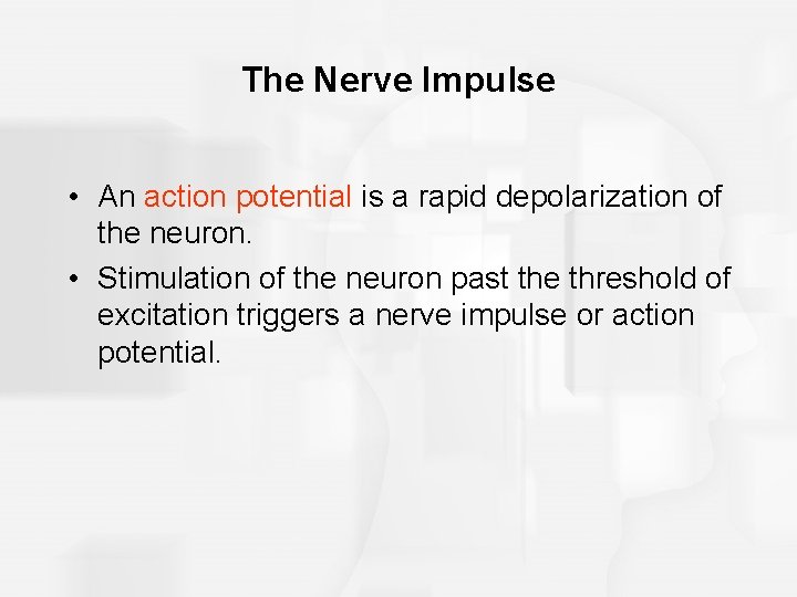 The Nerve Impulse • An action potential is a rapid depolarization of the neuron.