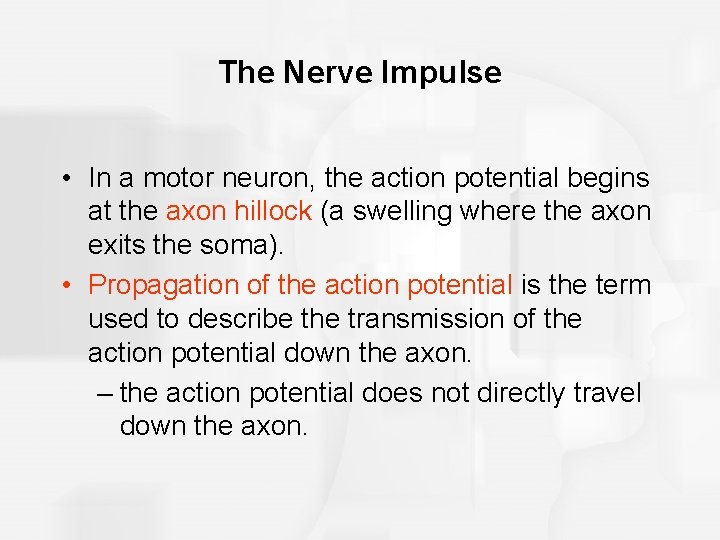 The Nerve Impulse • In a motor neuron, the action potential begins at the