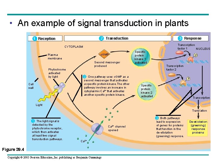  • An example of signal transduction in plants 2 Transduction 1 Reception 3