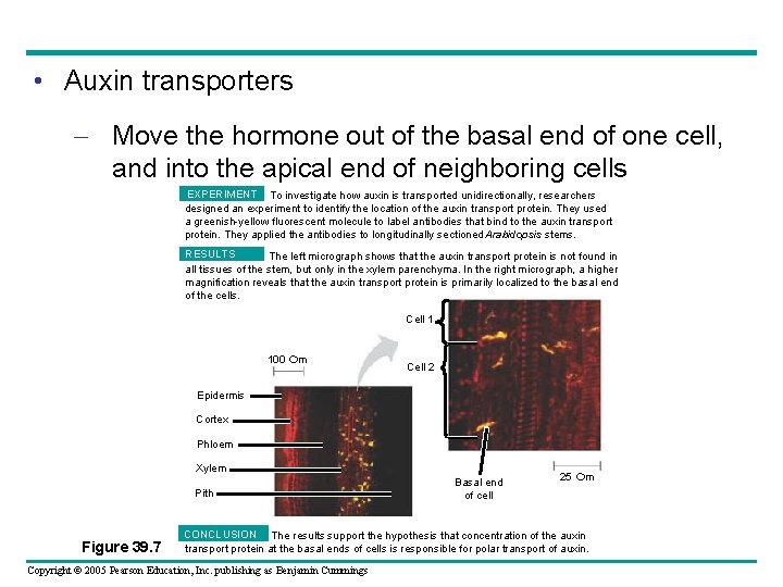  • Auxin transporters – Move the hormone out of the basal end of