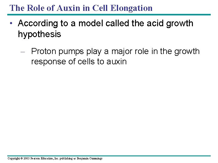 The Role of Auxin in Cell Elongation • According to a model called the