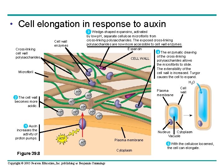  • Cell elongation in response to auxin Cross-linking cell wall polysaccharides 3 Wedge-shaped