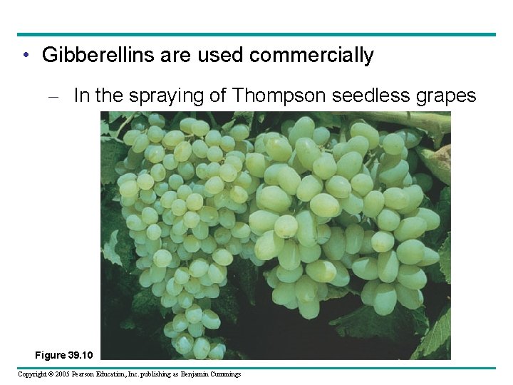  • Gibberellins are used commercially – In the spraying of Thompson seedless grapes