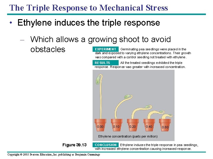 The Triple Response to Mechanical Stress • Ethylene induces the triple response – Which