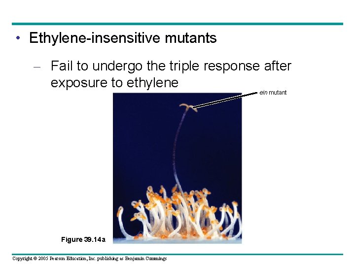  • Ethylene-insensitive mutants – Fail to undergo the triple response after exposure to