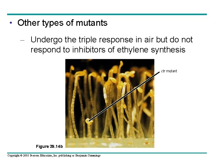  • Other types of mutants – Undergo the triple response in air but