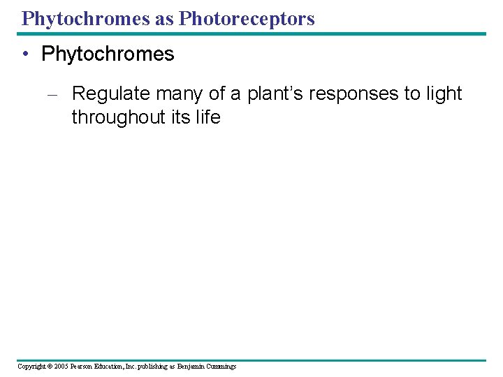 Phytochromes as Photoreceptors • Phytochromes – Regulate many of a plant’s responses to light