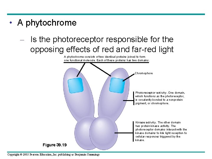  • A phytochrome – Is the photoreceptor responsible for the opposing effects of