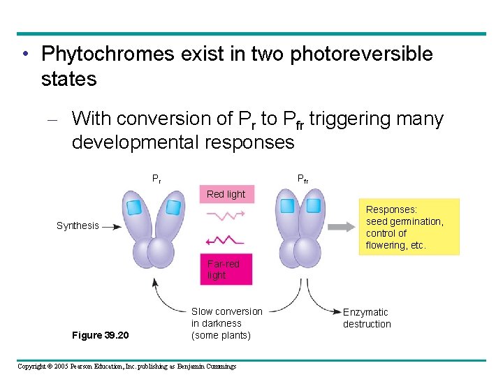  • Phytochromes exist in two photoreversible states – With conversion of Pr to