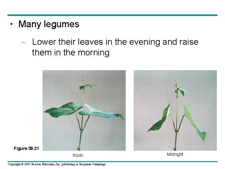  • Many legumes – Lower their leaves in the evening and raise them
