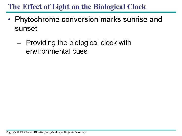 The Effect of Light on the Biological Clock • Phytochrome conversion marks sunrise and