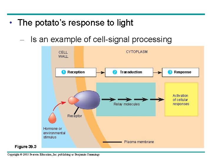  • The potato’s response to light – Is an example of cell-signal processing