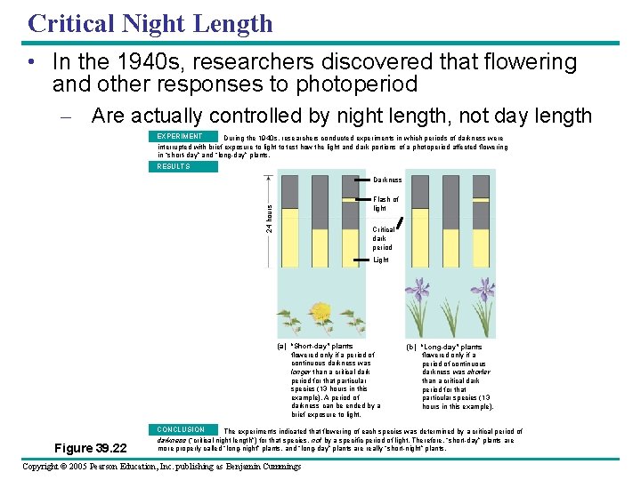 Critical Night Length • In the 1940 s, researchers discovered that flowering and other