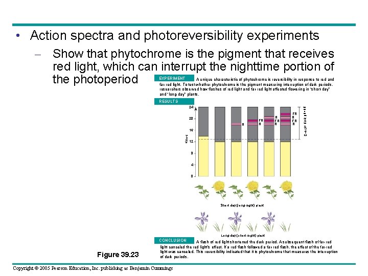  • Action spectra and photoreversibility experiments – Show that phytochrome is the pigment