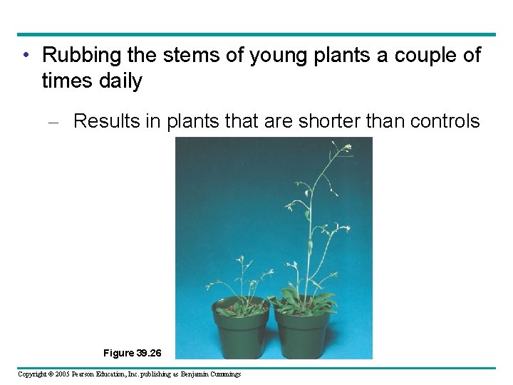  • Rubbing the stems of young plants a couple of times daily –