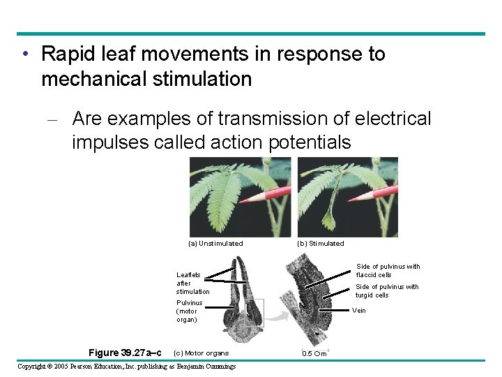  • Rapid leaf movements in response to mechanical stimulation – Are examples of