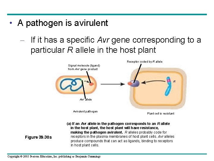  • A pathogen is avirulent – If it has a specific Avr gene