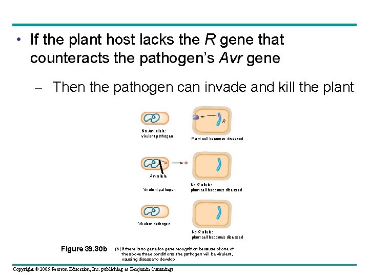  • If the plant host lacks the R gene that counteracts the pathogen’s