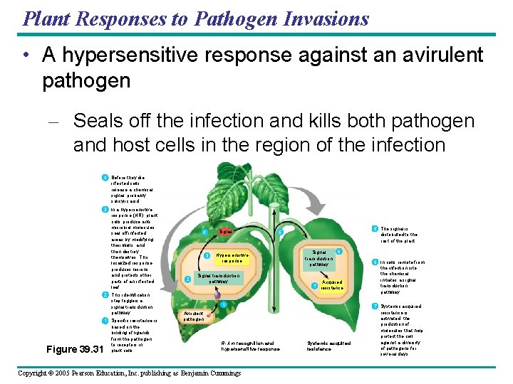 Plant Responses to Pathogen Invasions • A hypersensitive response against an avirulent pathogen –