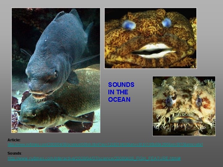 SOUNDS IN THE OCEAN Article: http: //www. nytimes. com/2008/04/08/science/08 fish. html? ex=1208318400&en=c 81 b