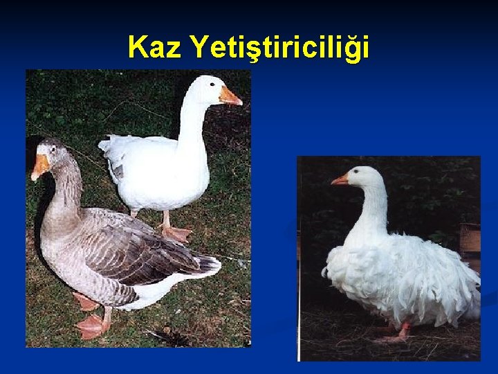 Kaz Yetiştiriciliği 