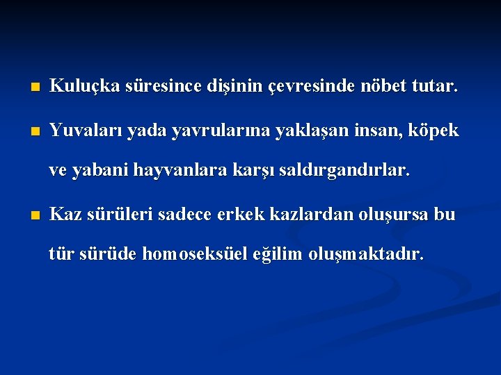 n Kuluçka süresince dişinin çevresinde nöbet tutar. n Yuvaları yada yavrularına yaklaşan insan, köpek