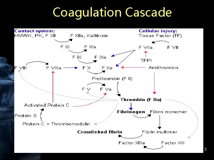 Coagulation Cascade 3 