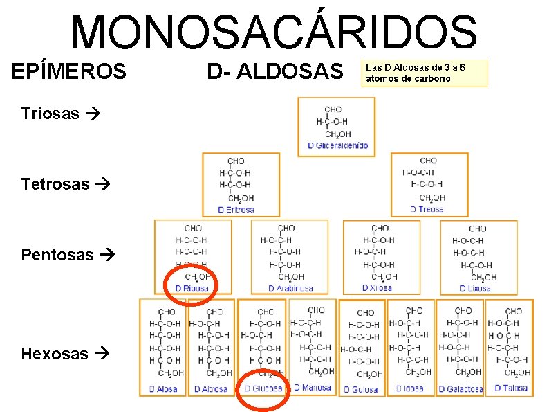 MONOSACÁRIDOS EPÍMEROS Triosas Tetrosas Pentosas Hexosas D- ALDOSAS 