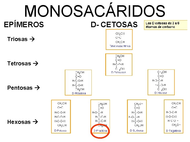 MONOSACÁRIDOS EPÍMEROS Triosas Tetrosas Pentosas Hexosas D- CETOSAS 