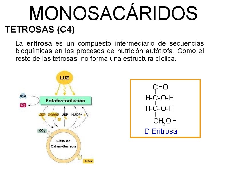 MONOSACÁRIDOS TETROSAS (C 4) La eritrosa es un compuesto intermediario de secuencias bioquímicas en