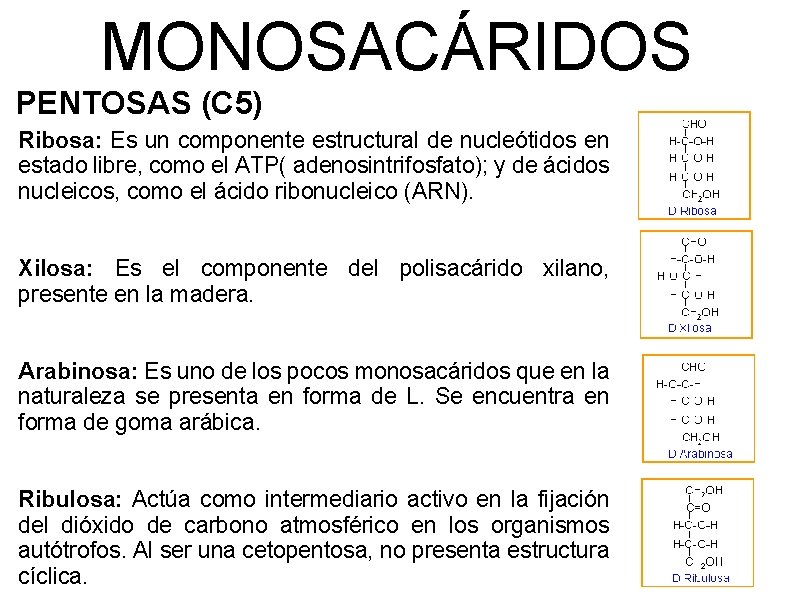 MONOSACÁRIDOS PENTOSAS (C 5) Ribosa: Es un componente estructural de nucleótidos en estado libre,