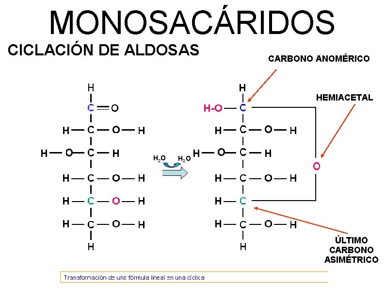 MONOSACÁRIDOS CICLACIÓN DE ALDOSAS CARBONO ANOMÉRICO HEMIACETAL H 2 O ÚLTIMO CARBONO ASIMÉTRICO 