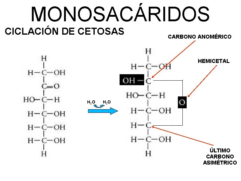 MONOSACÁRIDOS CICLACIÓN DE CETOSAS CARBONO ANOMÉRICO HEMICETAL H 2 O ÚLTIMO CARBONO ASIMÉTRICO 